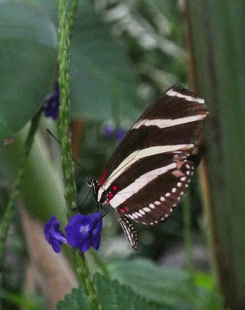 black and white striped butterfly black and white striped butterfly